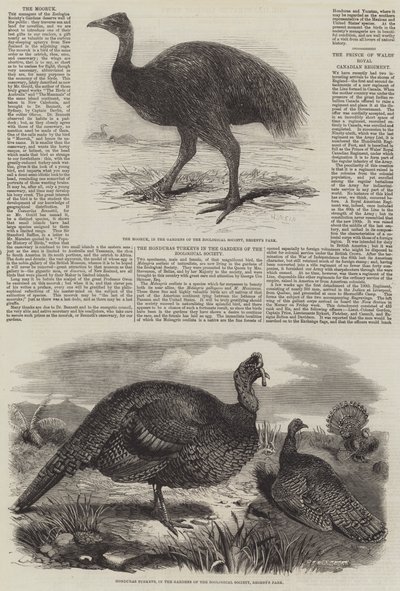 ロンドン動物園の鳥 作： Harrison William Weir